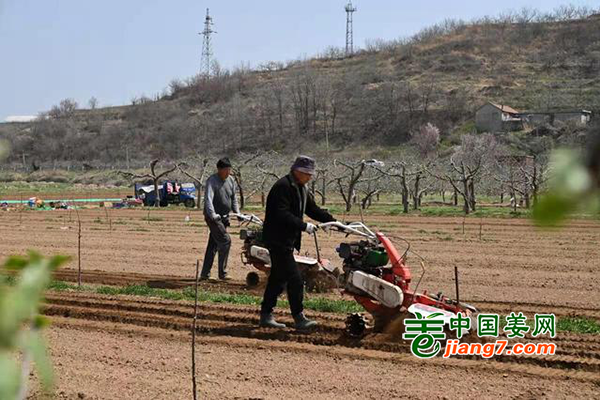 烟台栖霞：果农变姜农 ()