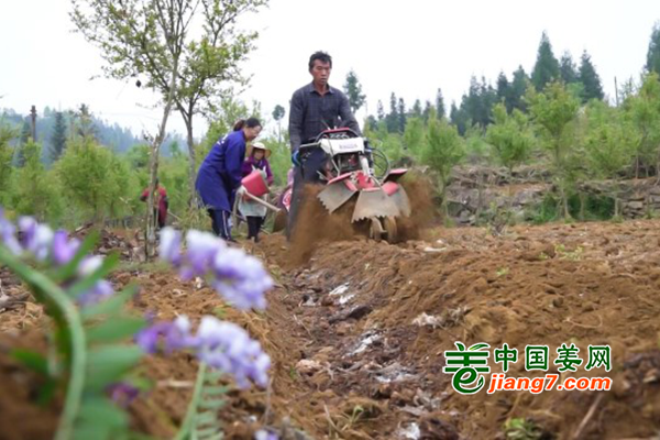 贵州盘州：逆势而行保“姜”来 ()