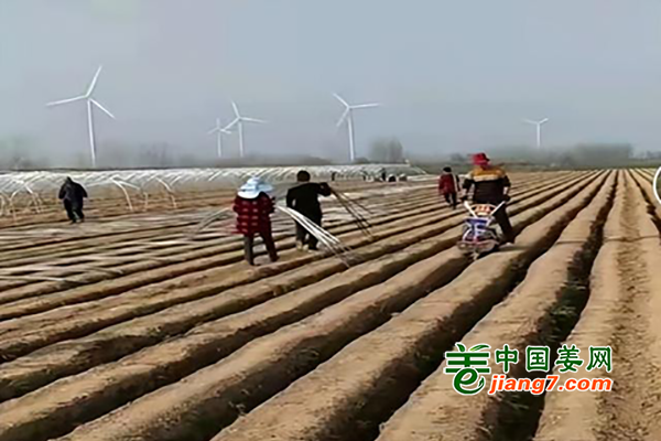 河南鄢陵：种出美好“姜”来 ()