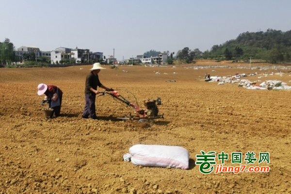 贵州兴义：正值种姜好时节 ()