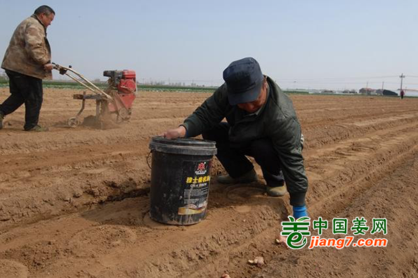 青岛即墨：春日生姜播种忙 ()