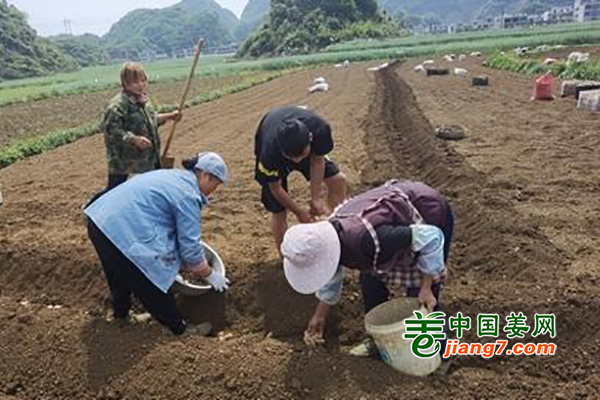 贵州六盘水：忙春耕 为“姜”来 ()