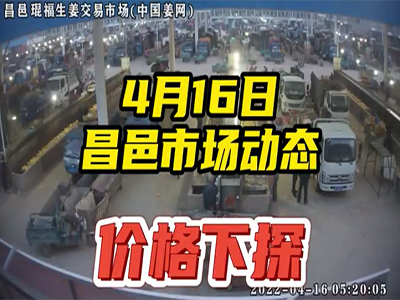4月16日 昌邑生姜交易实况（价格下滑） ()