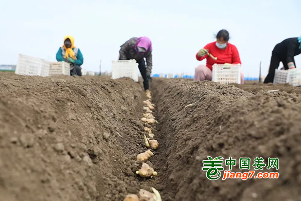 河北唐山：抢抓农时种生姜 ()
