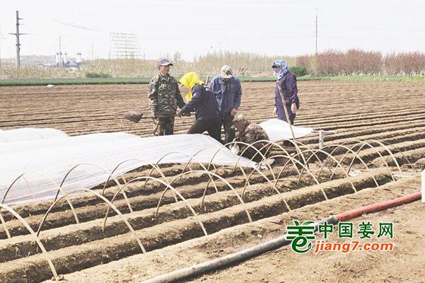 莱州虎头崖：春暖天晴忙种姜 ()