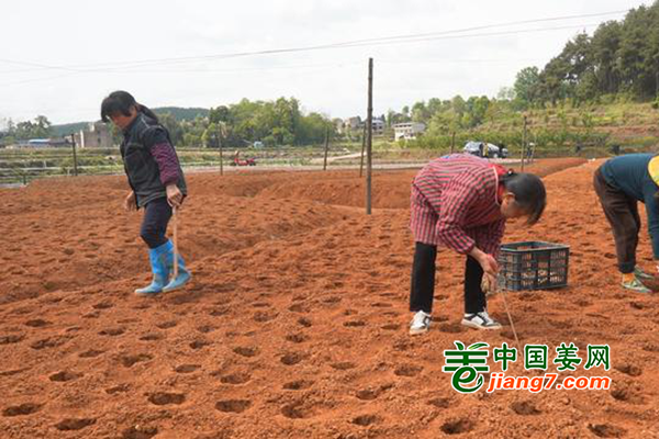 贵州岑巩：种出好“姜”来 ()