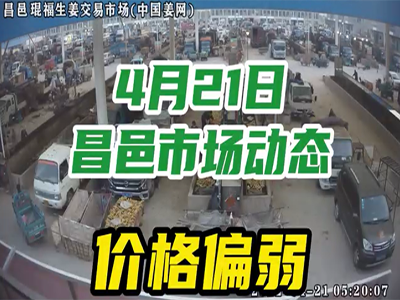 4月21日 昌邑生姜交易实况（价格偏弱） ()