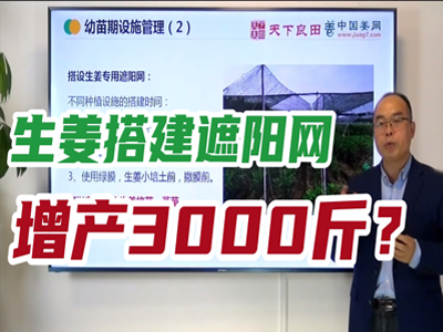 生姜种植：搭建遮阳网 ()