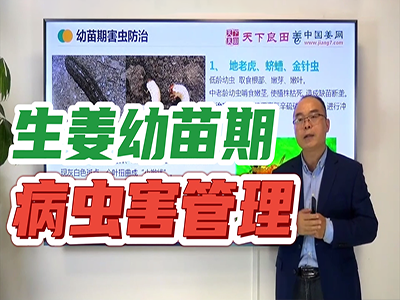 生姜种植：幼苗期病虫害管理 ()