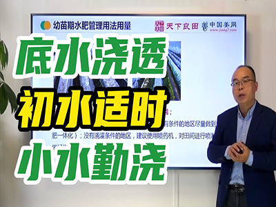 生姜种植：浇水技巧 ()