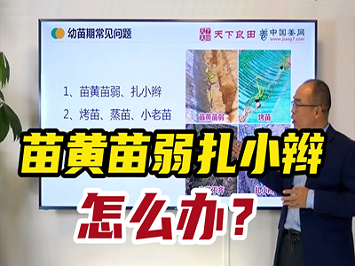 生姜种植：苗黄苗弱扎小辫怎么办？ ()
