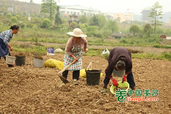 黔南贵定：赶农时 种姜忙 ()