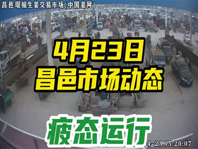4月23日 昌邑生姜交易实况（行情疲软） ()