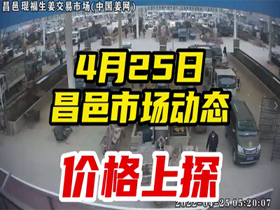 4月25日 昌邑生姜交易实况（价格上涨） ()