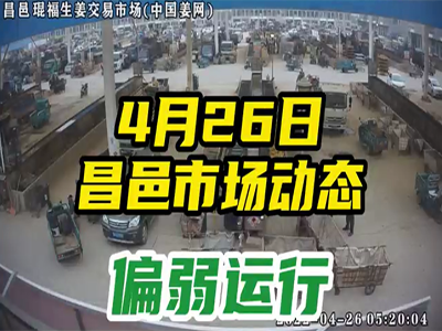 4月26日 昌邑生姜交易实况（行情偏弱） ()