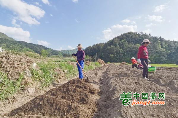 安徽岳西：不负韶光种姜忙 ()