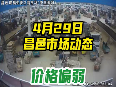 4月29日 昌邑生姜交易实况（价格下滑） ()