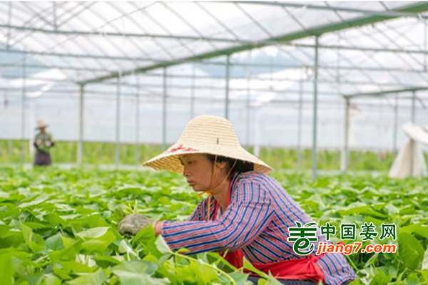 江西赣州：蔬菜助力乡村振兴