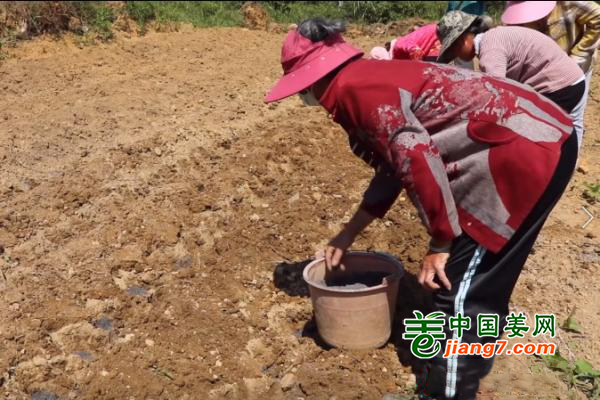 湖南双牌：虎爪姜促增收 ()