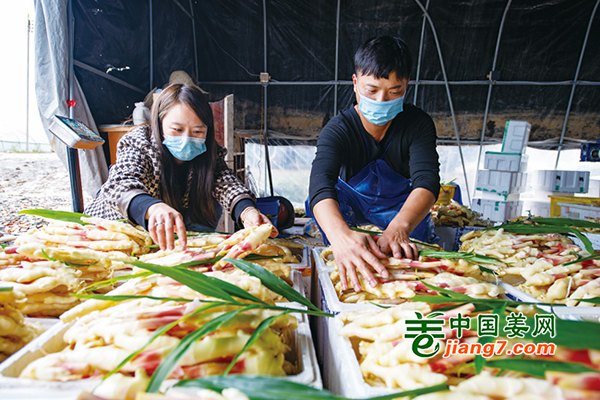 浙江金华：大棚嫩姜喜丰收 ()