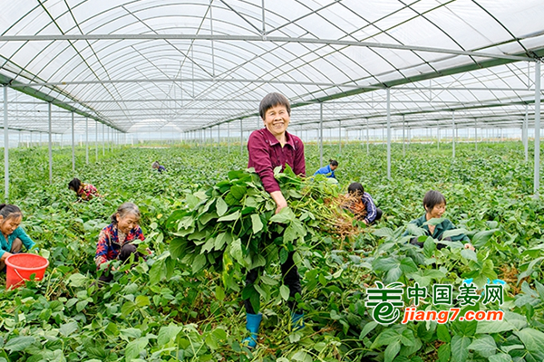 江西永新：采收蔬菜保供应