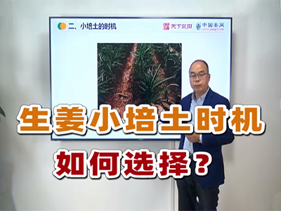 生姜种植：小培土时机如何选择 ()