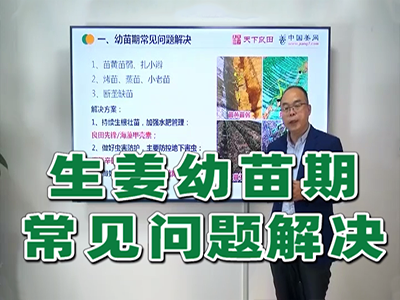 生姜种植：幼苗期常见解决问题 ()