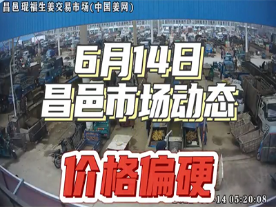 6月14日 昌邑生姜交易实况（价格上涨） ()