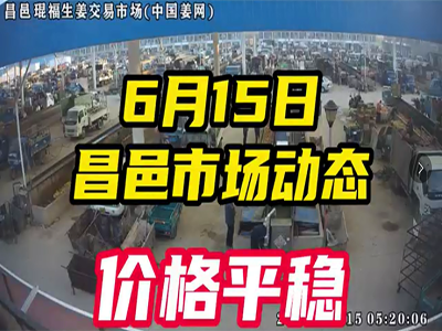 6月15日 昌邑生姜交易实况（价格平稳） ()