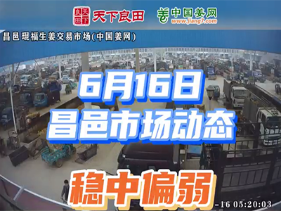 6月16日 昌邑生姜交易实况（稳中偏弱） ()