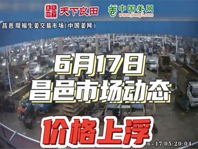 6月17日 昌邑生姜交易实况（价格上浮） ()