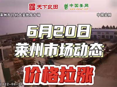 6月20日 莱州生姜交易实况（价格拉涨） ()