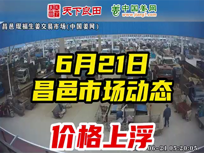 6月21日 昌邑生姜交易实况（价格上浮） ()