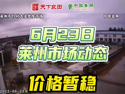 6月23日 莱州生姜交易实况（价格暂稳） ()