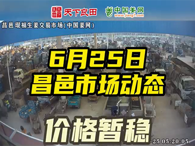 6月25日 昌邑生姜交易实况（价格平稳） ()