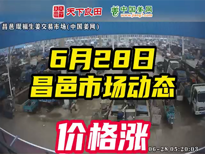 6月28日 昌邑生姜交易实况（价格上涨） ()