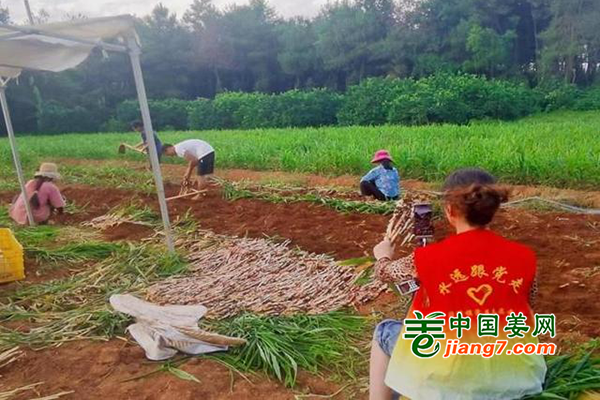 湖南永州：党员助力姜农销售 ()