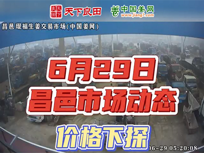 6月29日 昌邑生姜交易实况（价格下探） ()