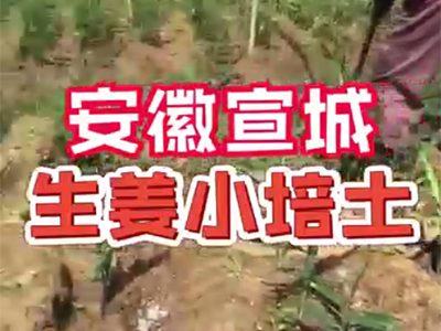 生姜种植：安徽宣城生姜小培土 ()