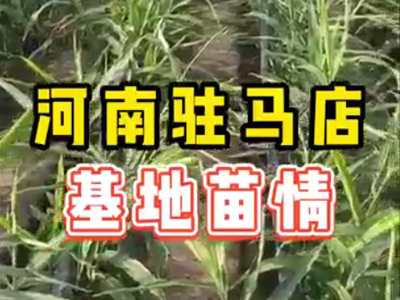 生姜种植：河南驻马店基地苗情 ()