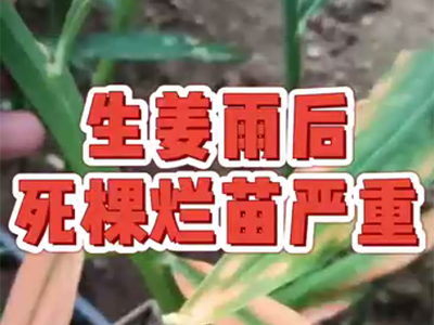生姜种植：雨后生姜死棵烂苗严重 ()
