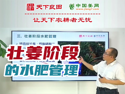 生姜种植：壮姜阶段的水肥管理 ()