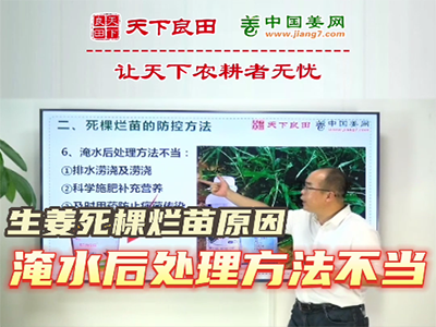 生姜种植：生姜死棵烂苗原因：淹水后处理方法不当 ()