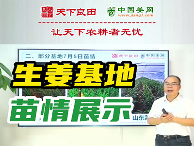 生姜种植：生姜基地苗情展示 ()