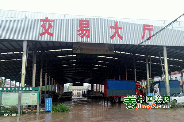 2022生姜调研－安丘（一) ()