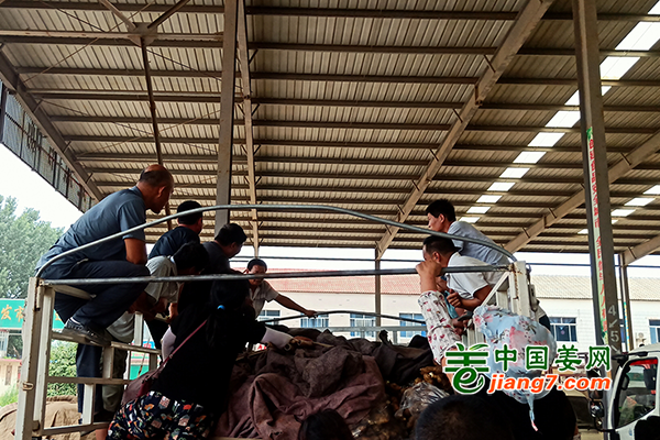 2022生姜调研－安丘（二) ()