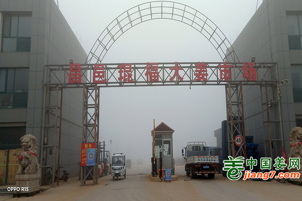 2022生姜调研－昌邑 ()