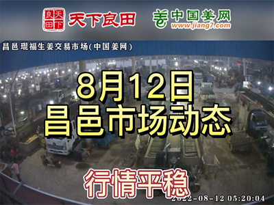 8月12日 昌邑生姜交易实况（价格平稳） ()