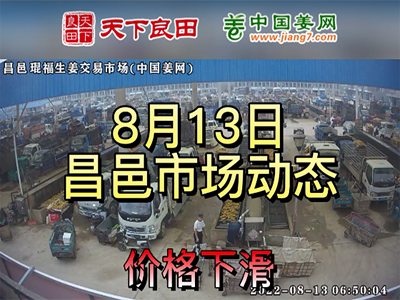 8月13日 昌邑生姜交易实况（价格下滑） ()