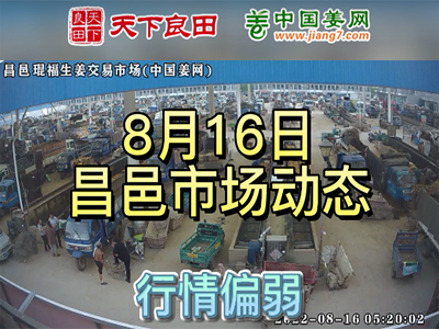 8月16日 昌邑生姜交易实况（价格偏弱） ()